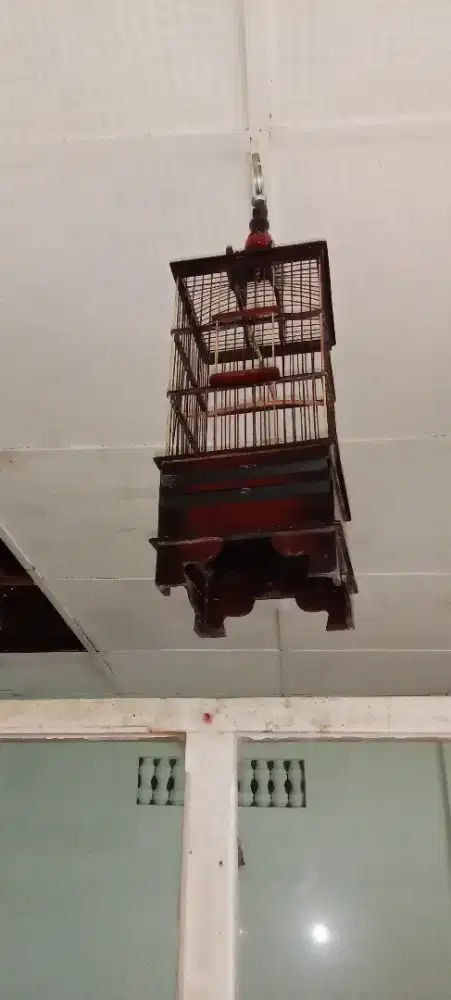 Sangkar kecil pleci/ prenjak