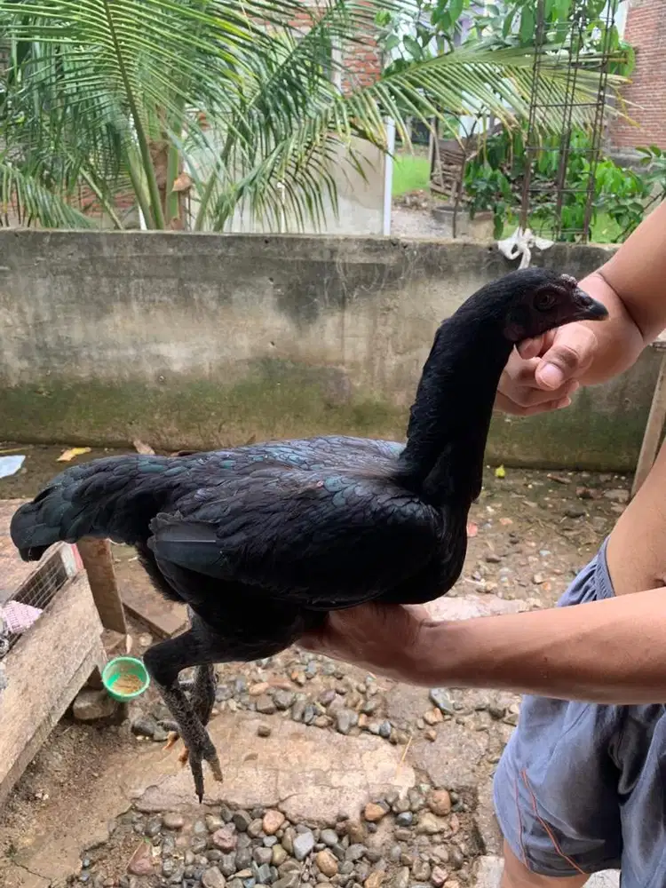 Ayam betina phakoy black bull