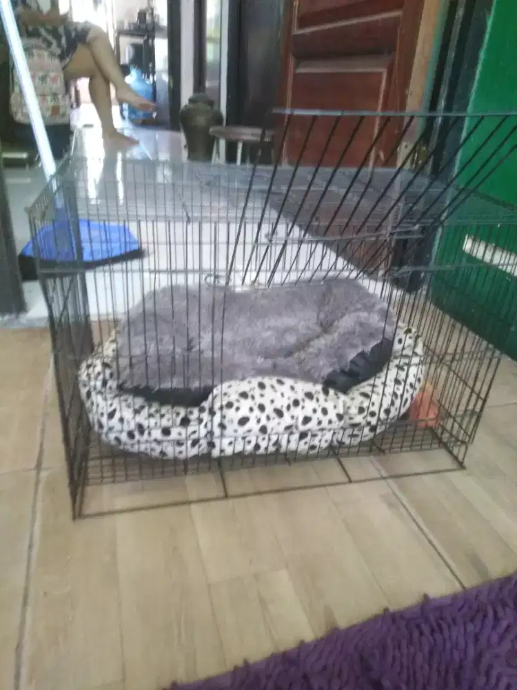 Kandang kucing bekas