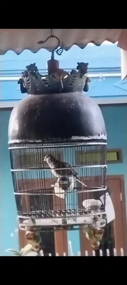 Perkutut bangkok jantan