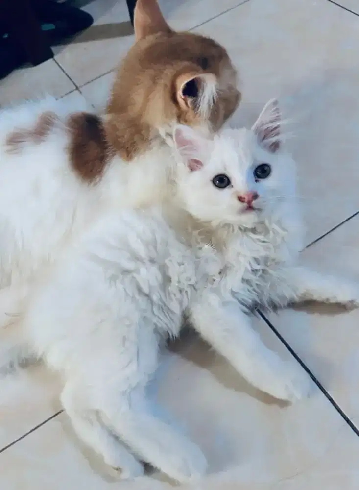 Kitten persia usia 3bln ada putih, ada putih mocca