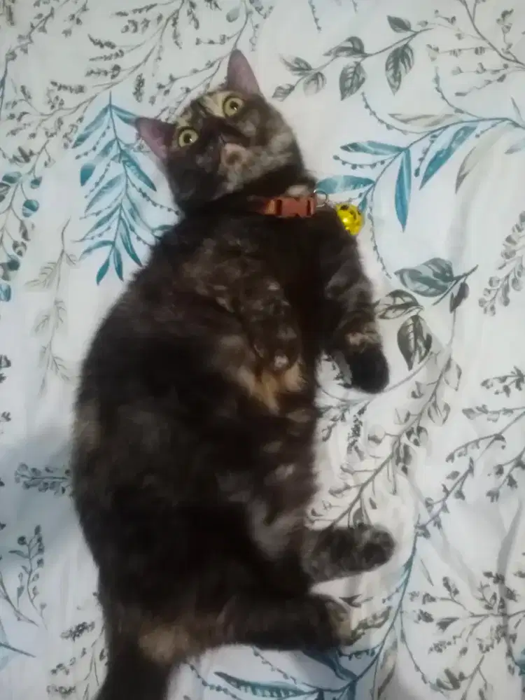 Lepas Adopsi Kucing Betina Munchkin (sudah steril)