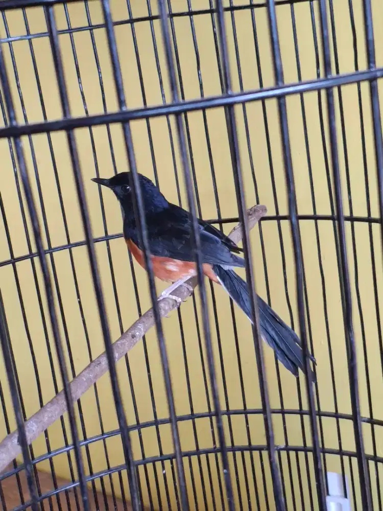 Dijual Murai Batu medan , sepasang