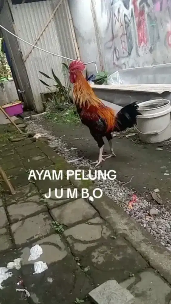 Ayam Pelung Jantan Jumbo