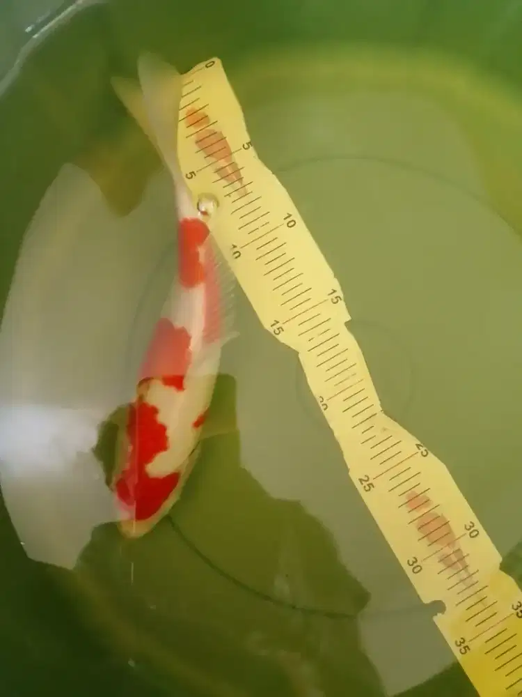 Ikan koi jenis Kohaku pola sakura 28cm