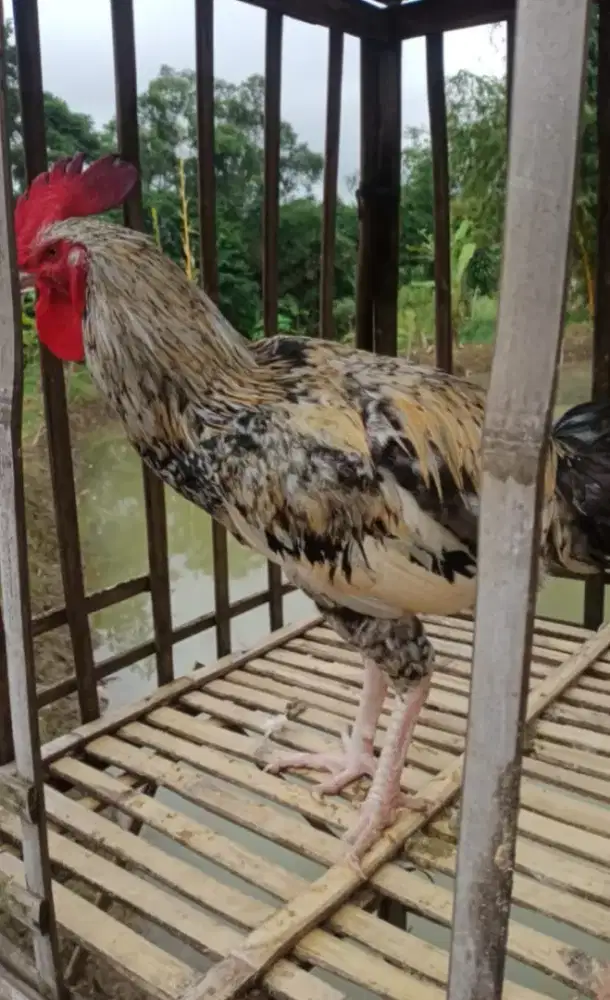 Ayam Pelung Warna Jalak