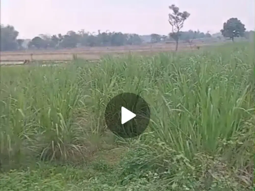 Dijual tanah luas nol jalan Kutorejo, Mojokerto untuk pertanian, peternakan