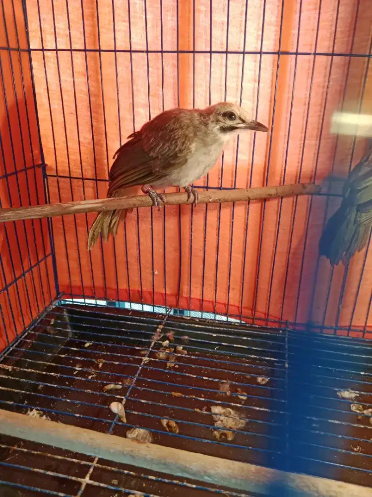 Anak Cucak rowo Jantan DNA