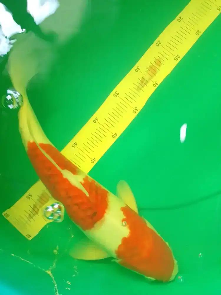 Ikan koi jenis Ai Goromo 42cm bagus