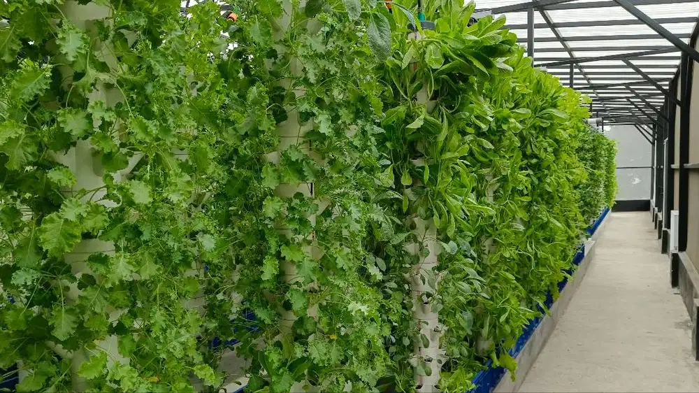 Tukang Untuk Kebun Hidroponik