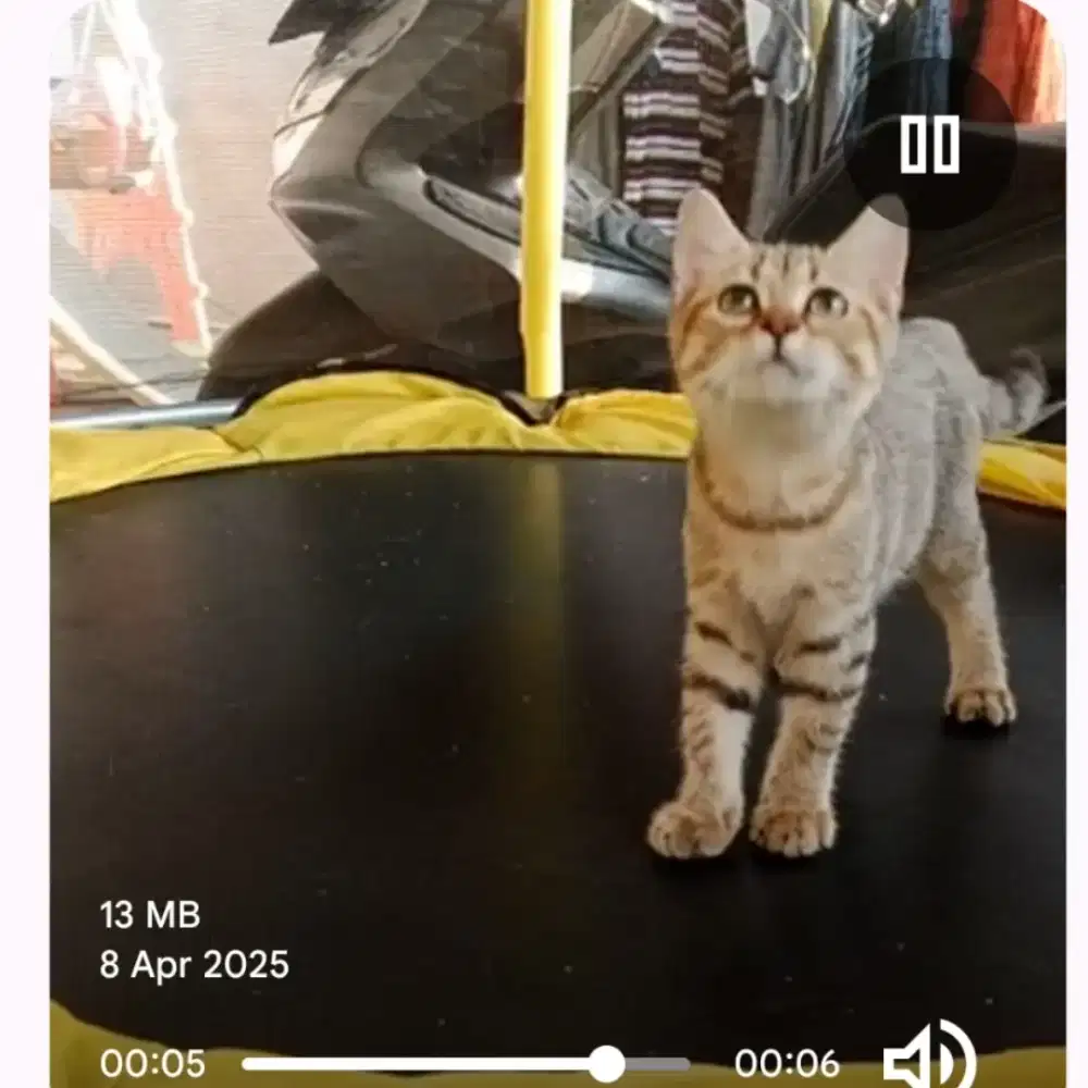 Anakan BSH tabby golden