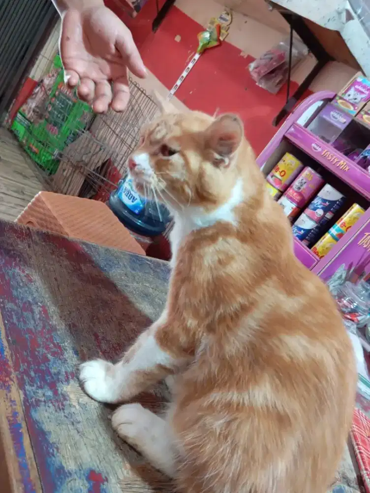 Jantan marble 6  bulan