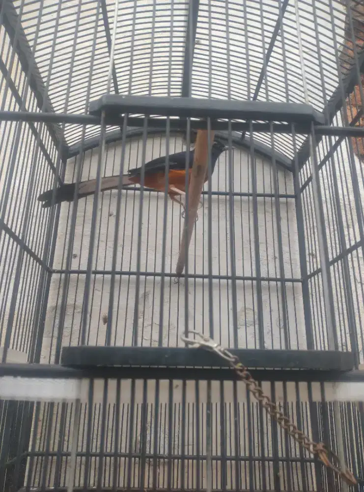 Murai batu dan jalak suren