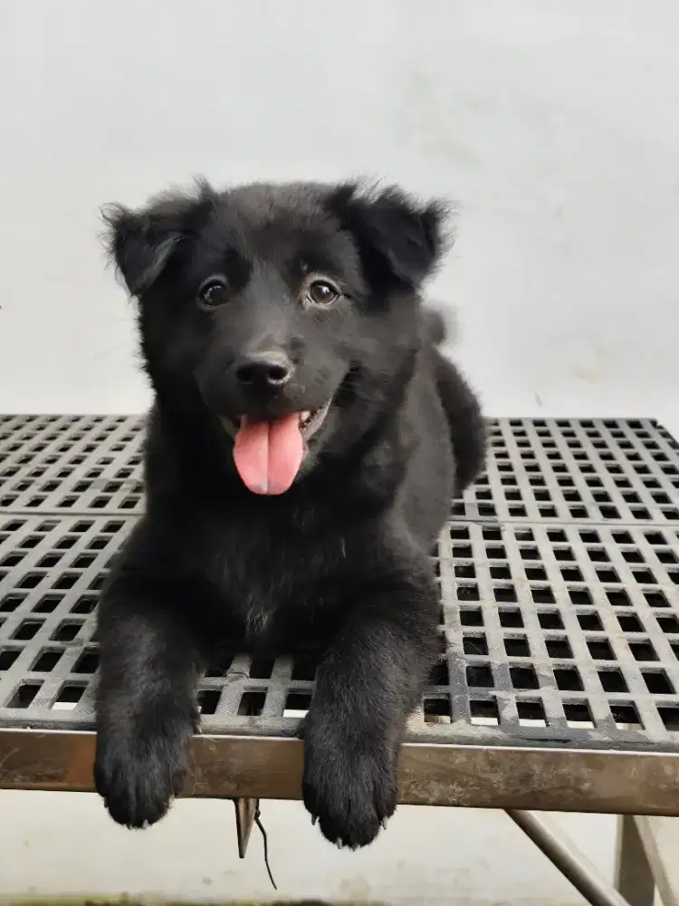 ANJING KINTAMANI-BALI