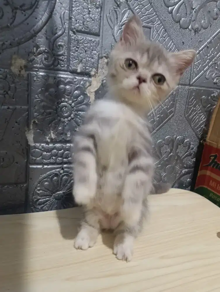 Kucing Munchkin napoleon