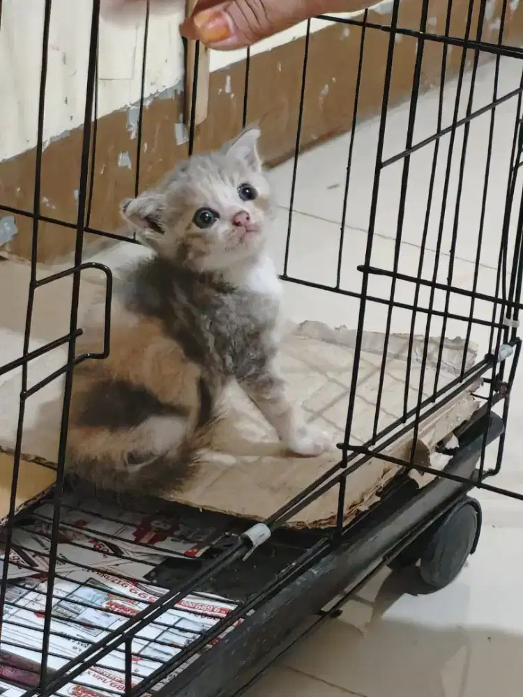 Scottish fold betina 2,5 bln