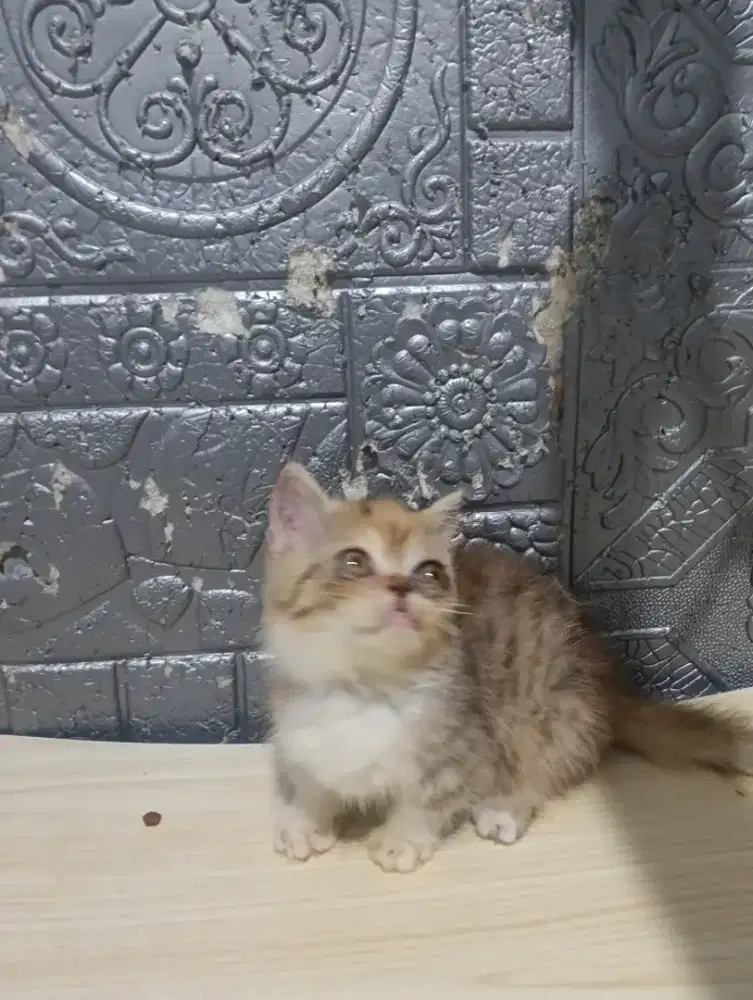 Kucing Munchkin napoleon