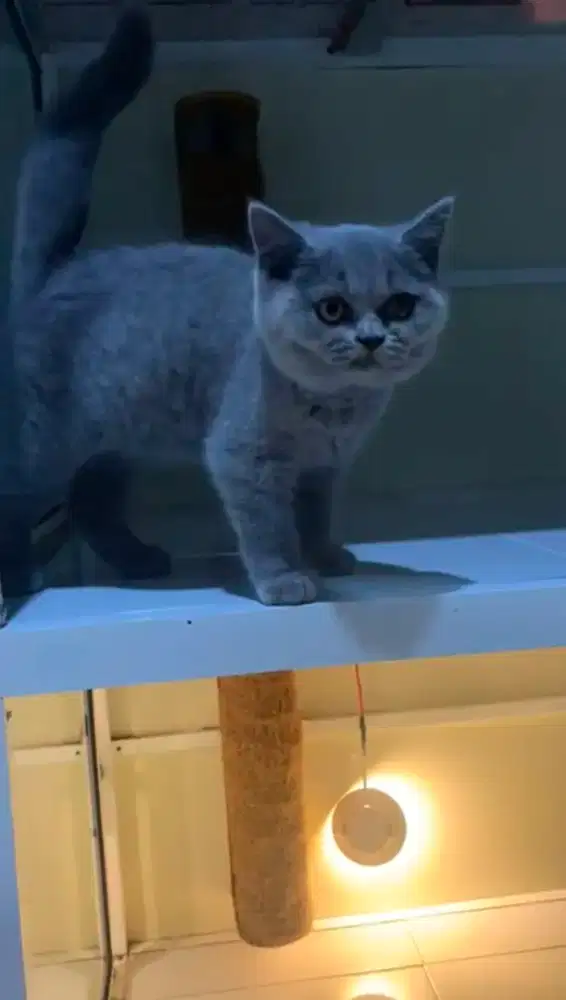 Kucing BSH anakan import