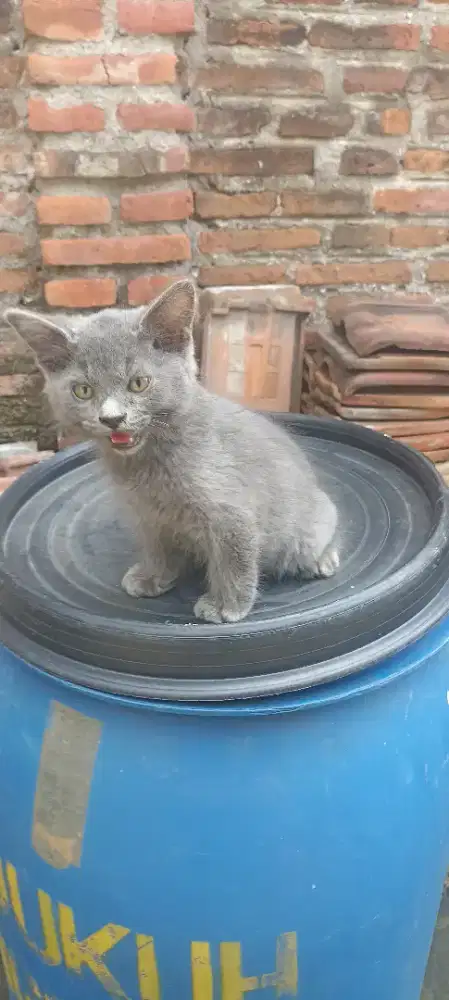 Kucing mix BSH ekor bengkok