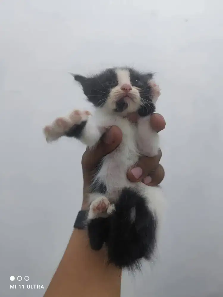 Lepas Adopsi Kucing Persia Tuxedo
