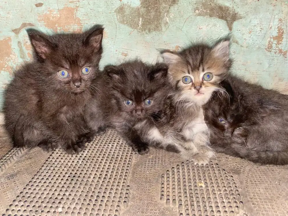 Adopsi kitten gratis