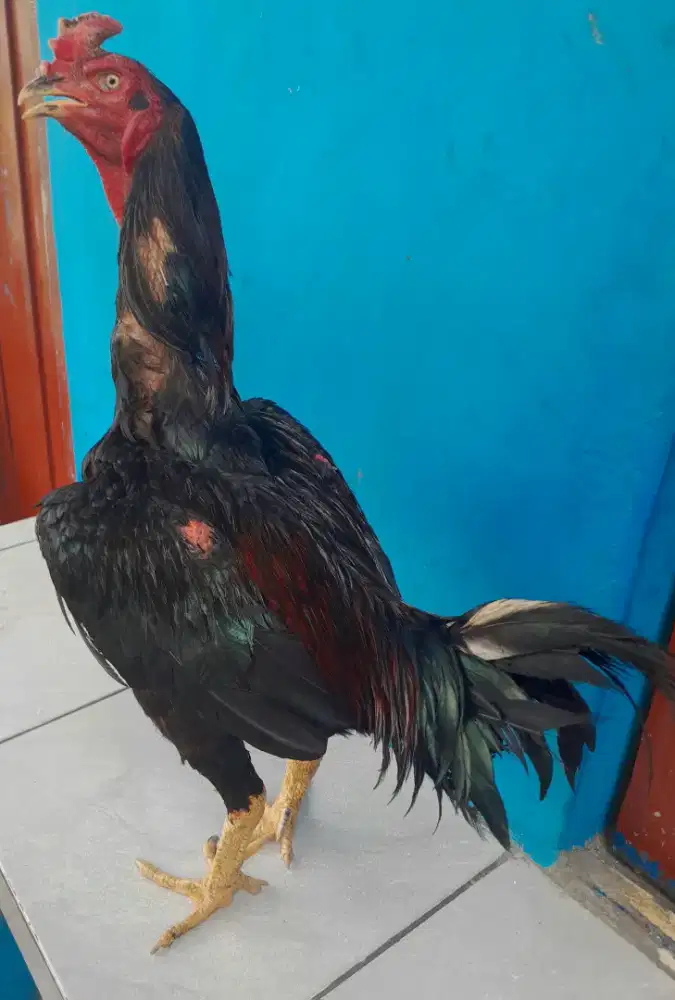 Ayam Bangkok X Ganoi Super