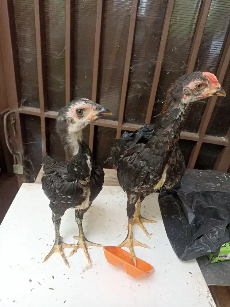 Ayam BIRKOK ( Birma x Bangkok )