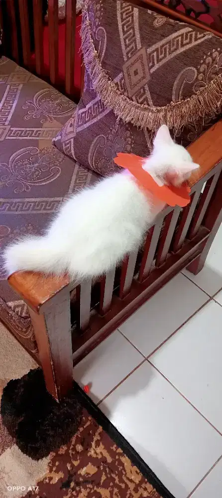 Kitten persmed ganpak