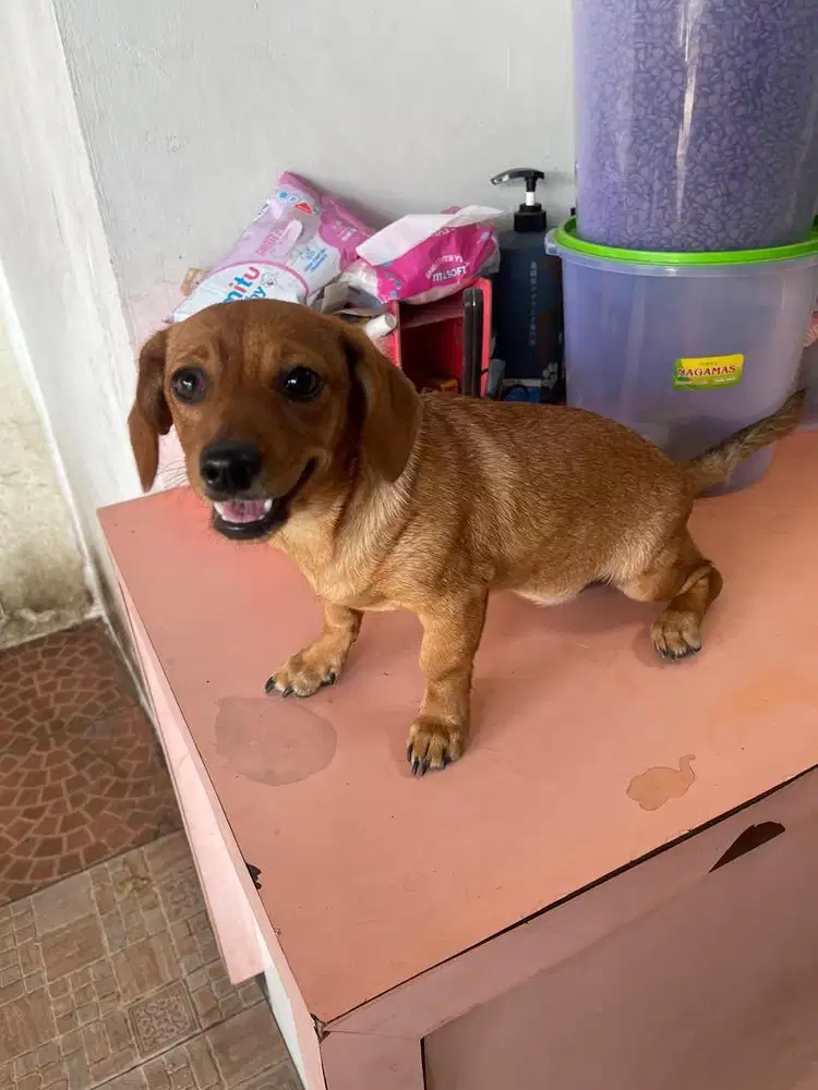 Anakan 5 bln jenis sosis badan panjang