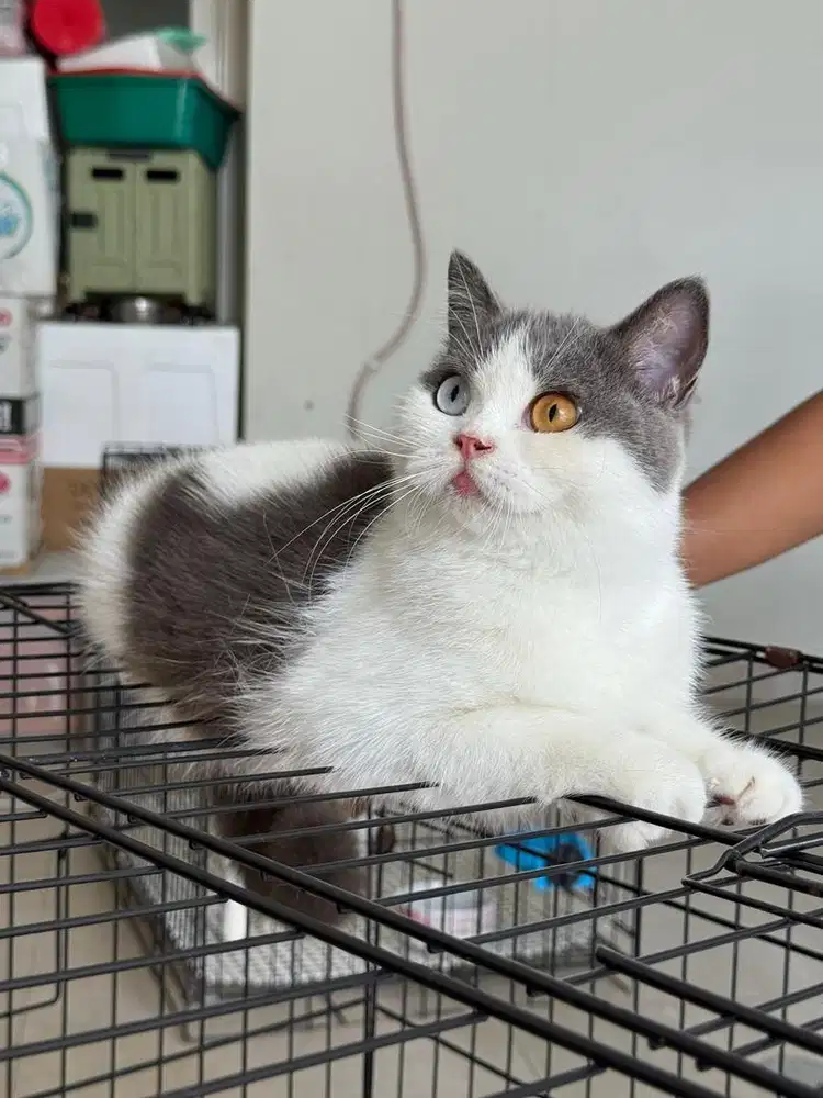 british short hair odd eyes