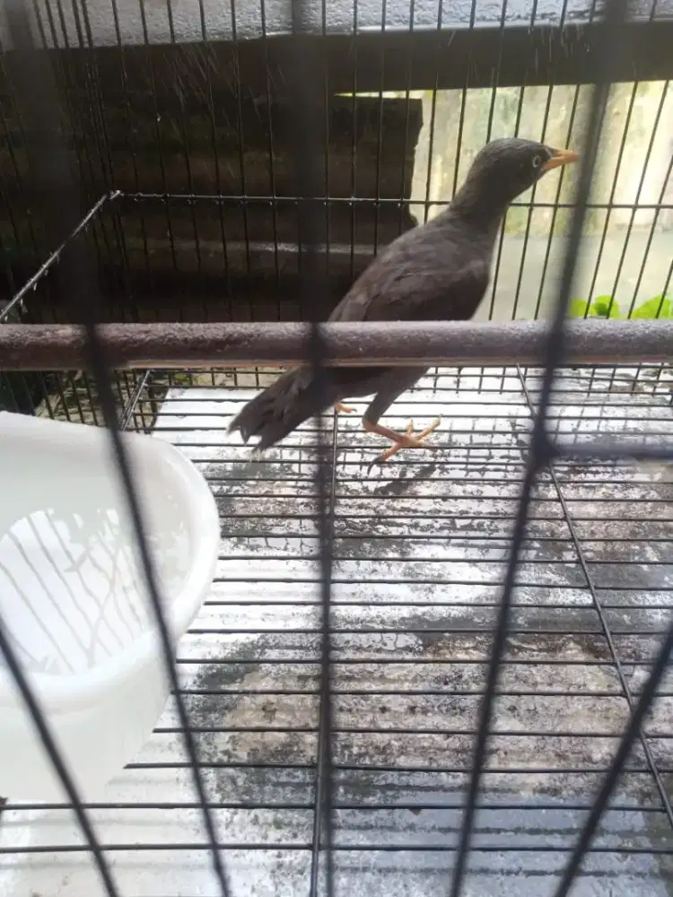 Jalak kebo muda satu set kandang kotak besi