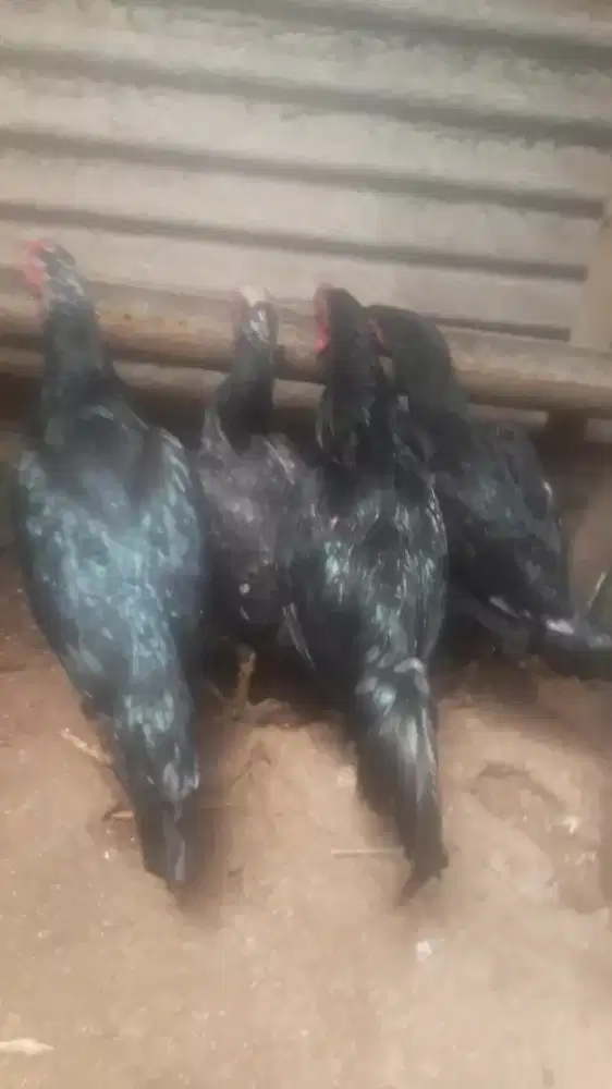 Biangan pro mangon & klasik + jago silangan