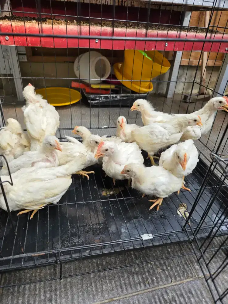 Anakan ayam white leghorn usia 4 minggu