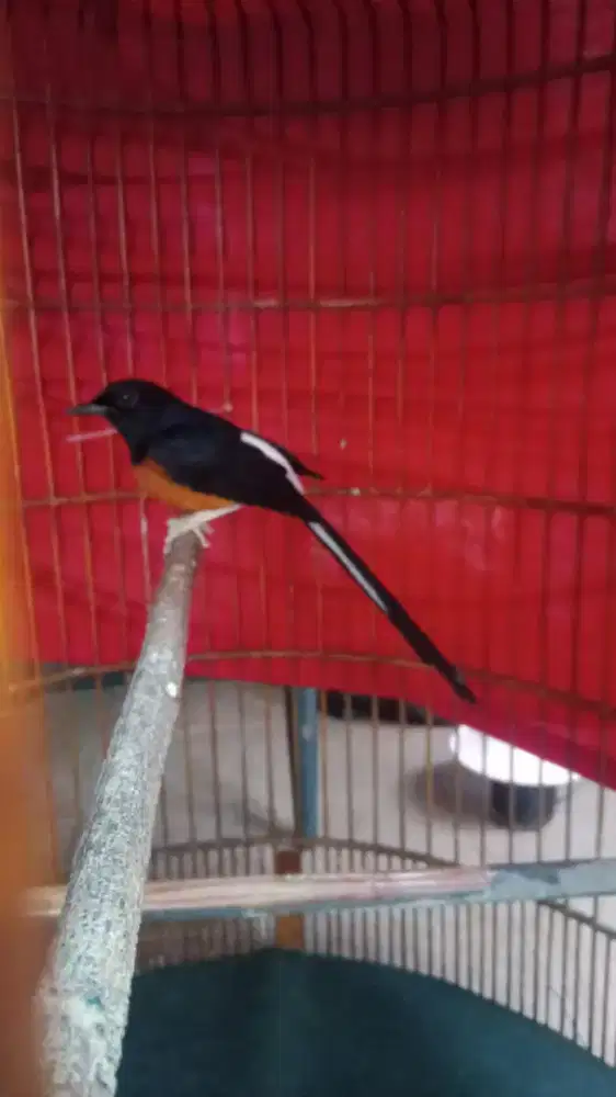 Jual Cepat 2 ekor Murai Batu Gacorr Sehat