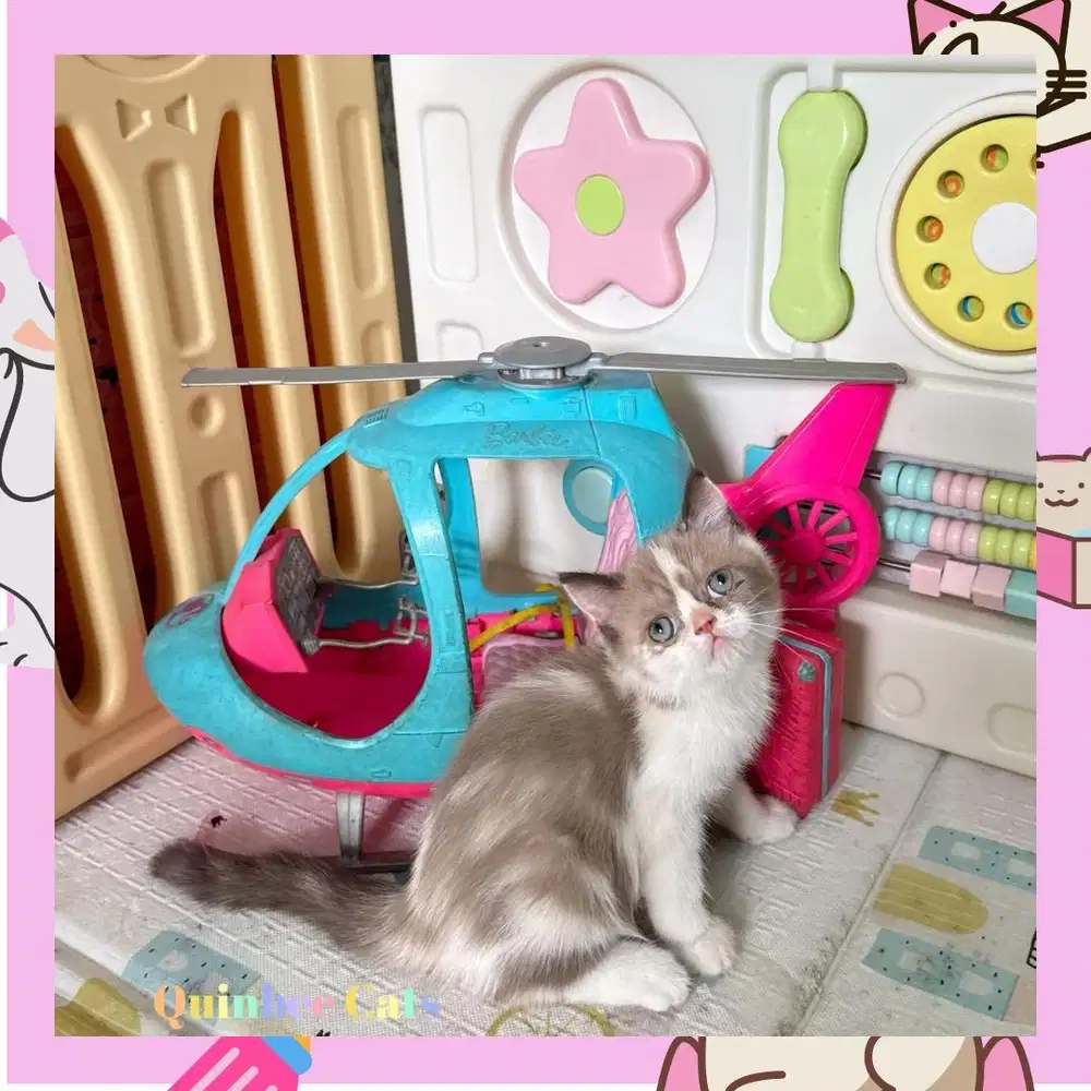 kucing Ragdoll x Exotic Shorthair (Exo) Betina Cinnamon White