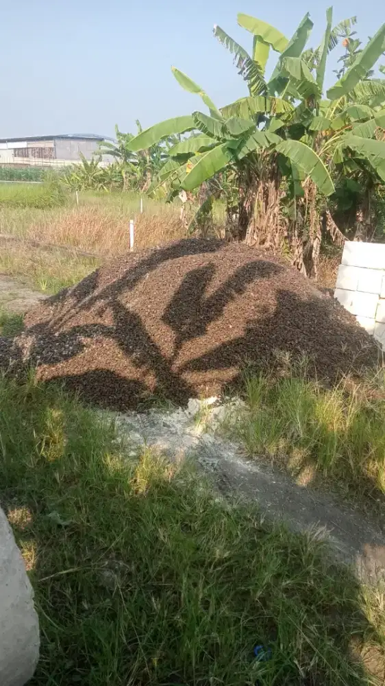 Koral Biasa / Koral Super / Koral MWD