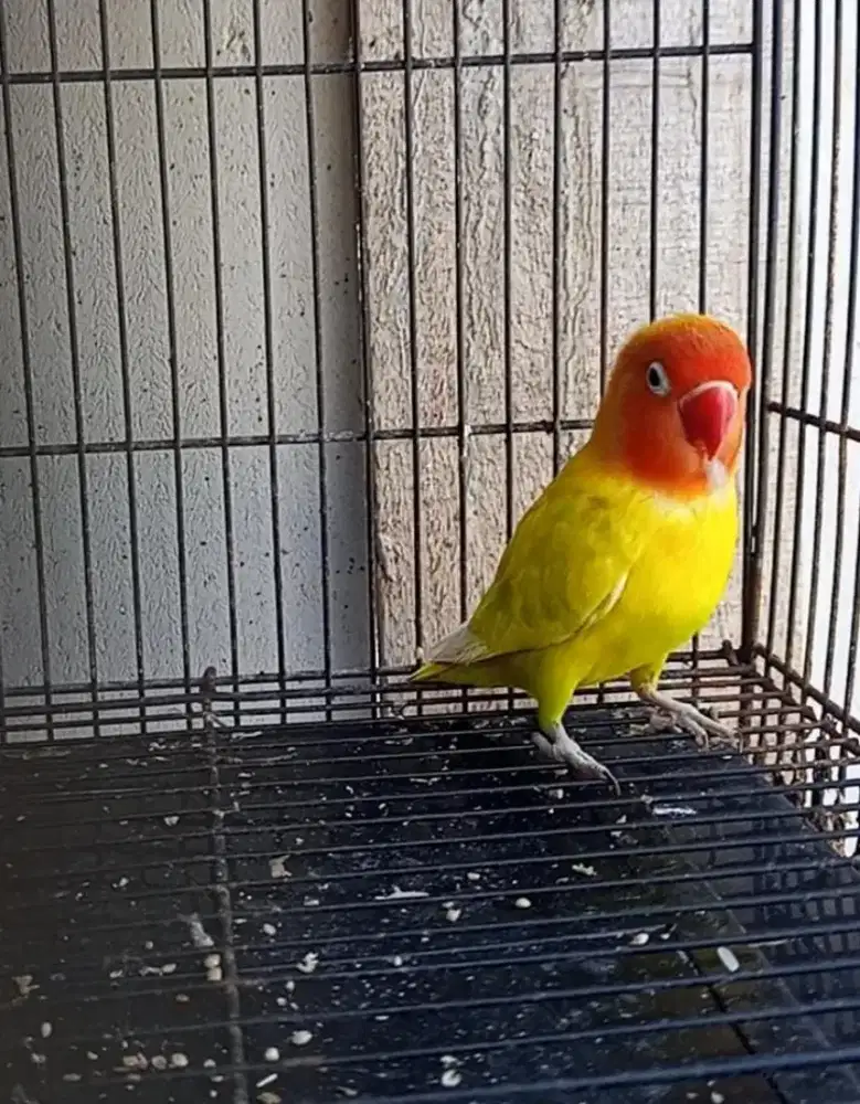 Love bird produksi udh 5x