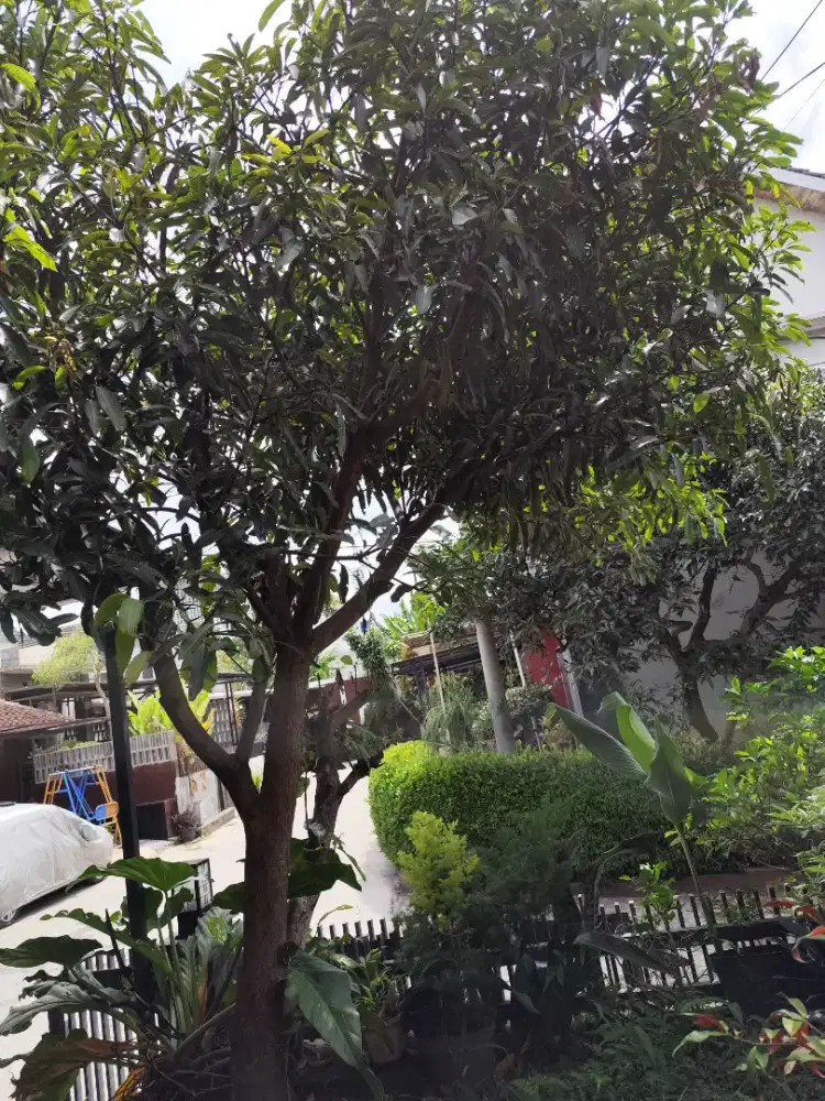 Pohon mangga gedong gincu