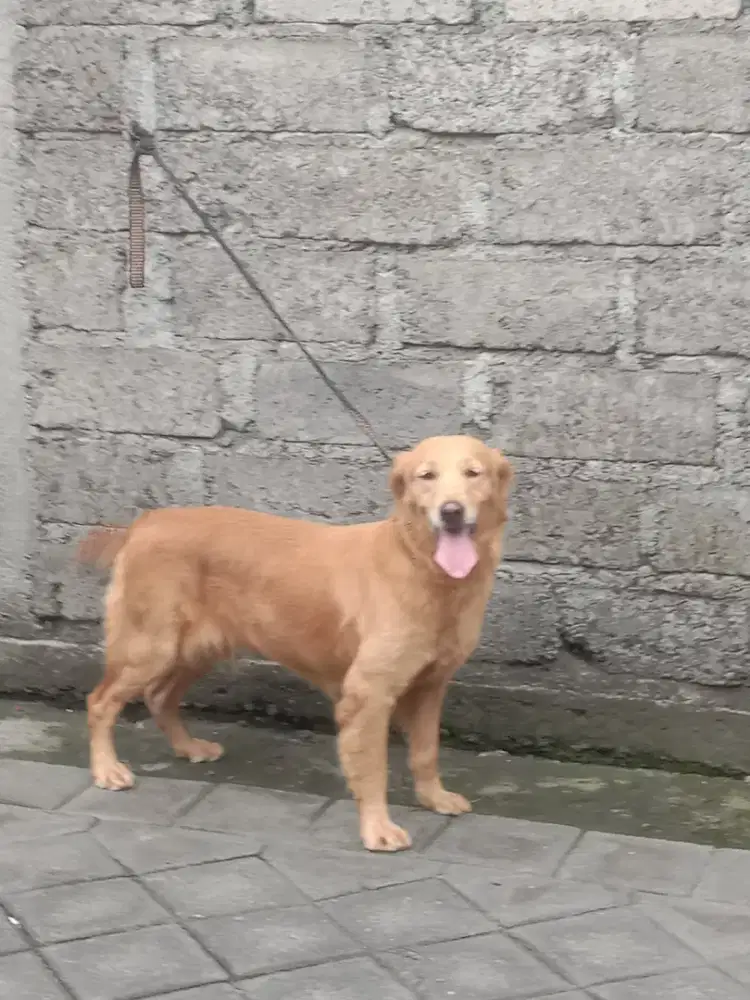 Golden retriever betina usia 15 bln