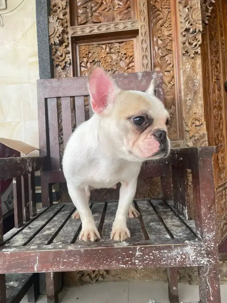 Indukan Frenchie Buldog Stambum