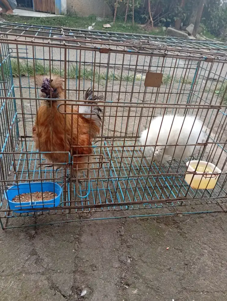 Ayam sylky sepasang