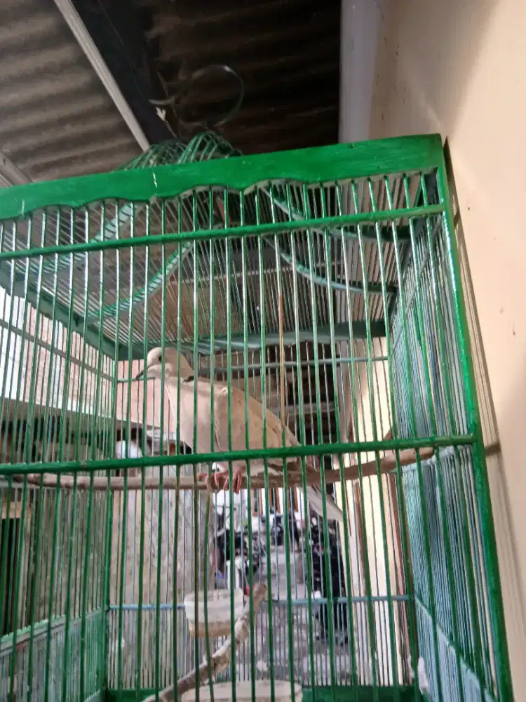 Monggo yg minat puter silang pelung jantan bunyi