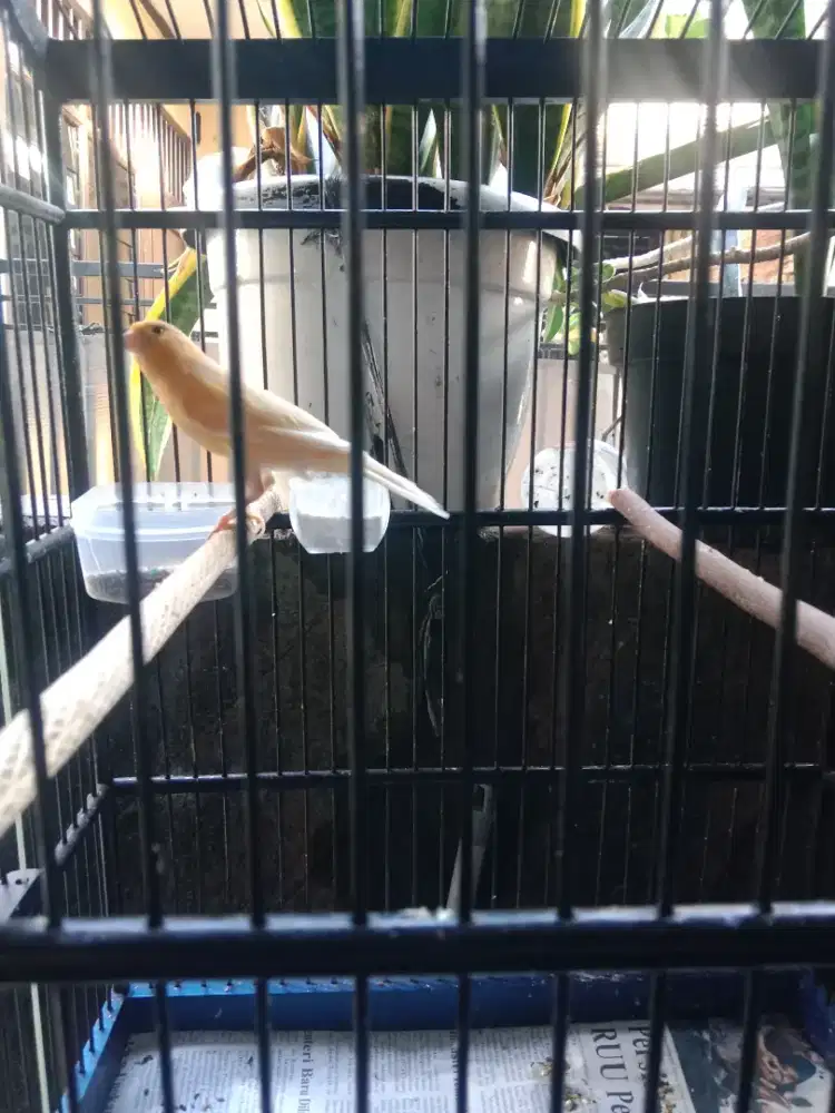 Burung kenari gacoran muda