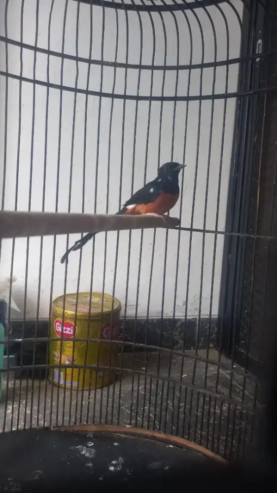 Murai blorok ekor lebar