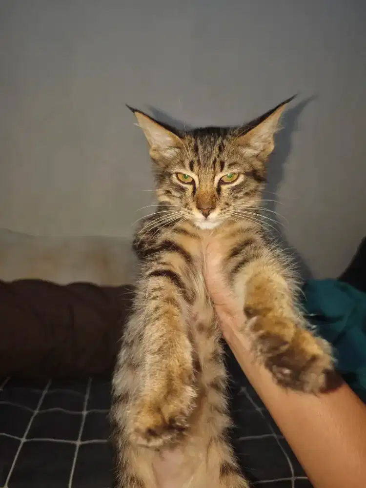 KITTEN MAINE COON 4 BULAN