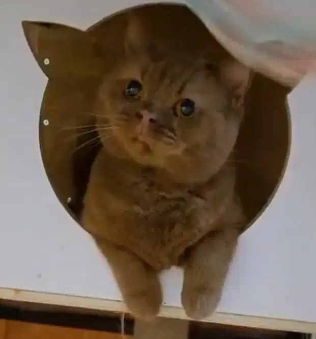 Kucing british shorthair bsh british short hair