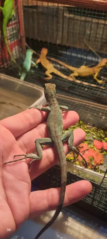 Beby iguana ada banyak