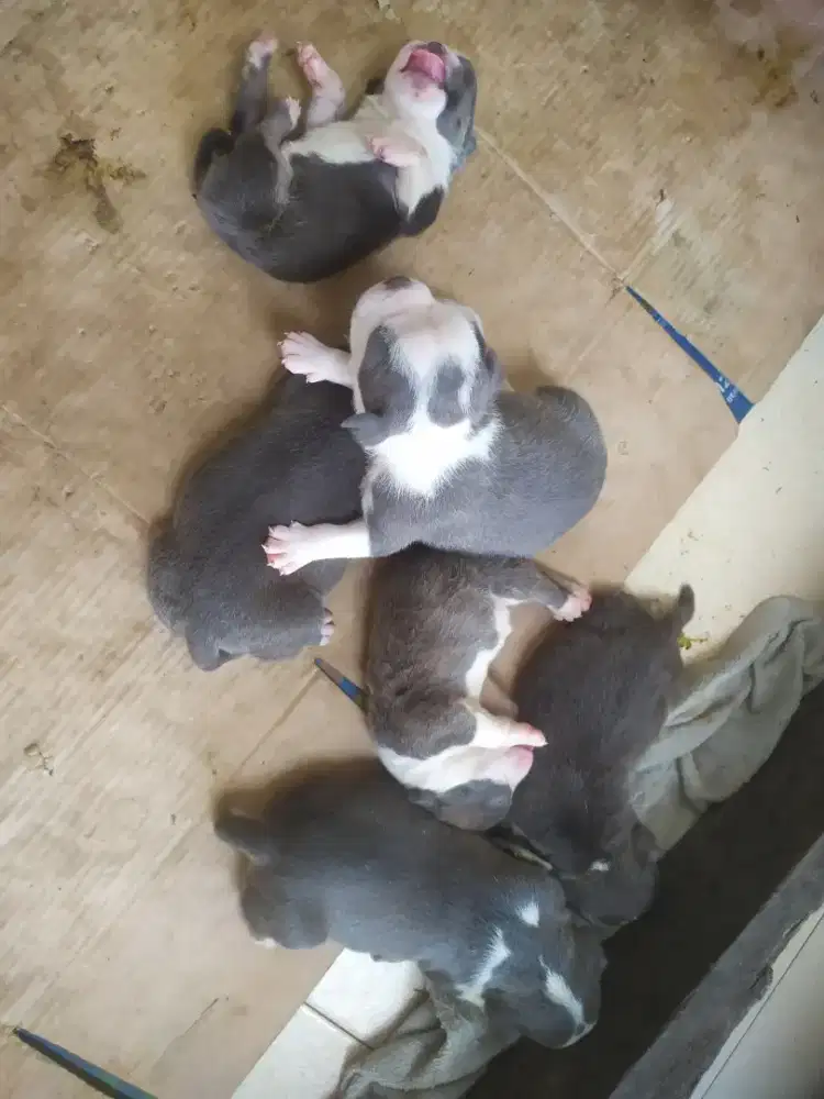 American bully kuta