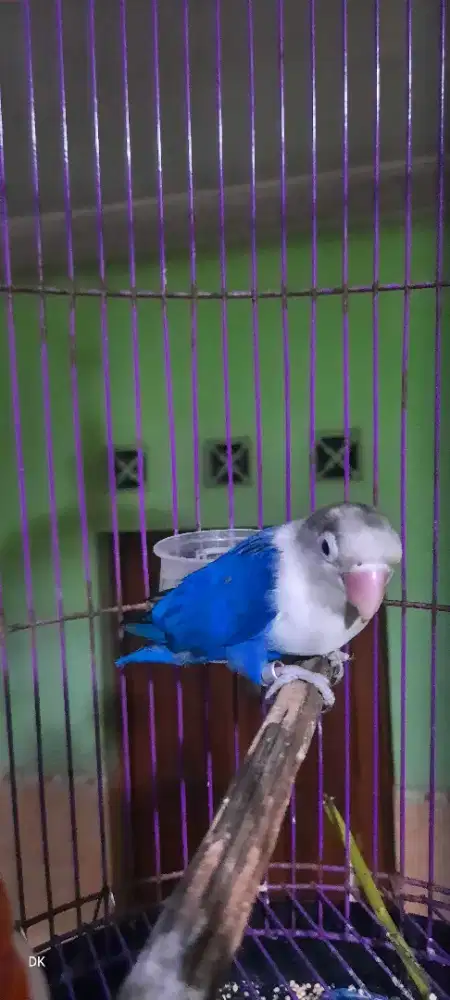 Burung lovebird vio