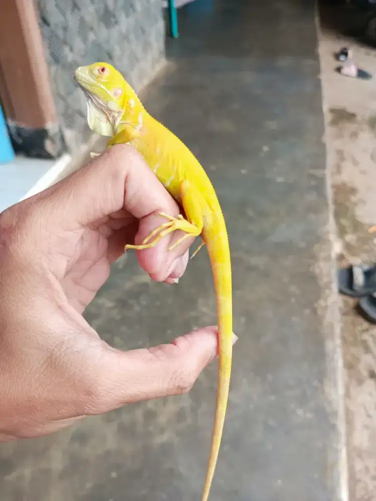 IGUANA ALBINO SIZE 32CM